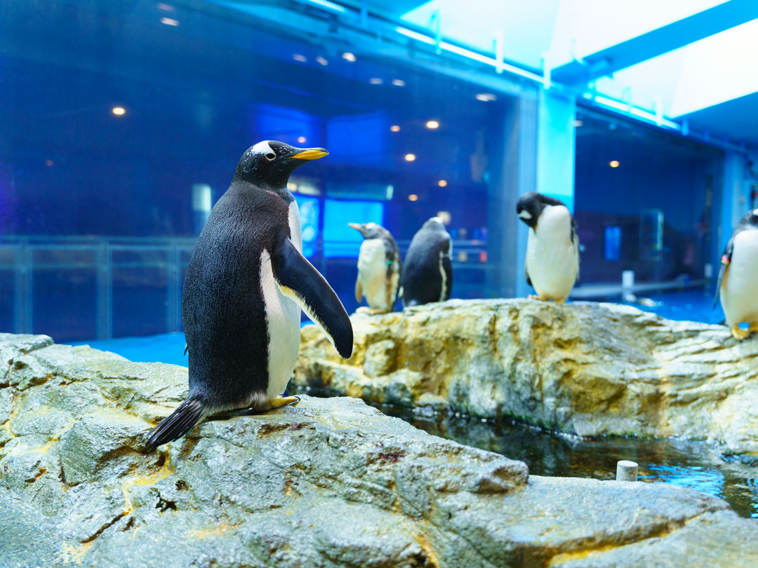 亜南極ペンギン室
