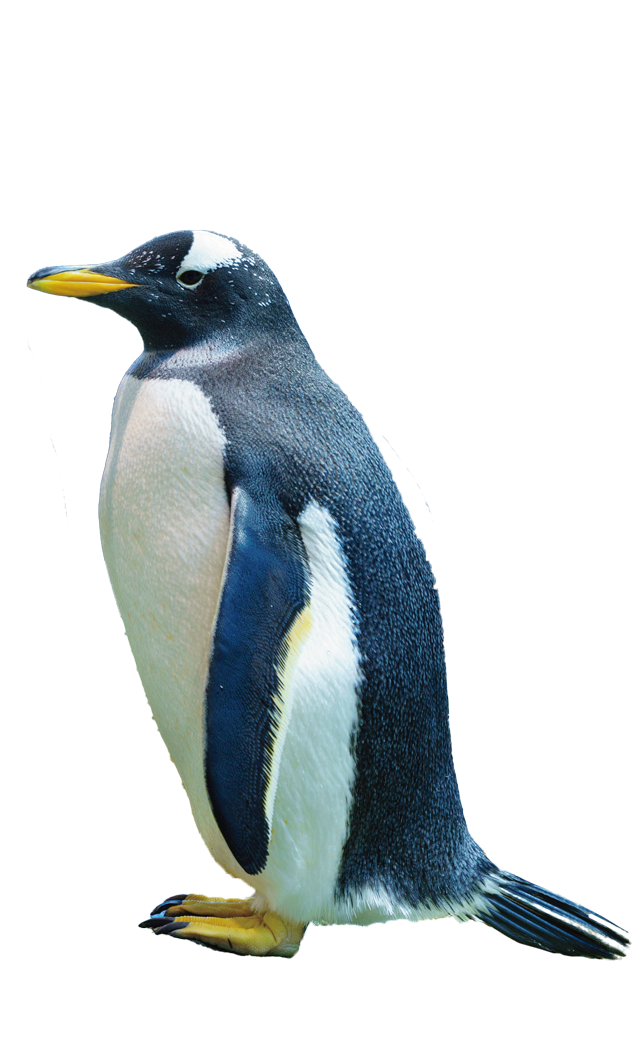 cuf-0460　カフス　ペンギン　ぺんぎん　丸っこい　かわいい　水族館