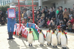 キングペンギンの新春パレード