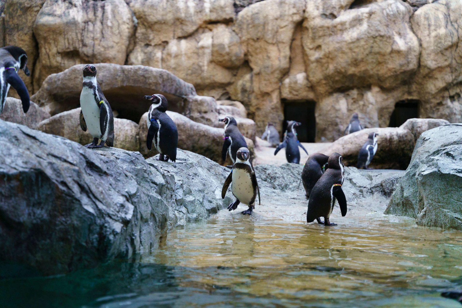 長崎ペンギン水族館 公式