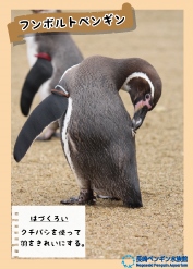 ペンギンカード ｜ 長崎ペンギン水族館【公式】